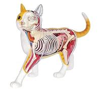 Cat Anatomy Model- Detachable Organs Body 28 Parts Cat Anatomical Model - Anatomy Cat Model - for Education Teaching Aid