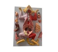 Cat Anatomy Model Feline Visceral Anatomy Detachable And Assembled Visceral Organs Feline Animal Teaching Models