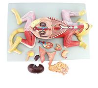Cat Anatomy Model for Veterinary Education - Detailed Visceral Organs and Nerve Structures for Learning and Teaching