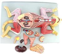 Cat Anatomy Model - Life Size Teaching Tool Divided Into 10 Parts for Animal Anatomy Education