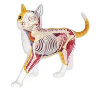 Cat Anatomy Model Medical Anatomy Cat Model - Removable Organ Body Parts Cat Skeleton Anatomy Model