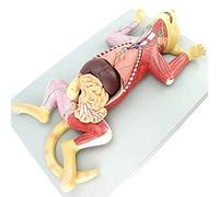 Cat Anatomy Model - Pet Organ Visceral Muscle Nerve Educational Tool for Scientific Medical Veterinary Study