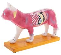 Cat Anatomy Model with Acupuncture Points - Veterinary Teaching Tool Featuring 36 Digitally Labeled Acupuncture Points for Acupuncture and Veterinary Training