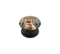 Cat At Hofburg In Vienna, Austria PopSockets Adhesive PopGrip