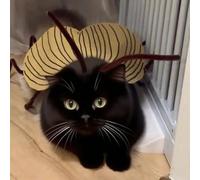 Cat Cockroach Clothing Fancy Kit,Cosplay Halloween Party Decoration For Kitty And Small Dog,Funny Cat Costume Accessories, Roach Wings And Antenna, Cockroach Kitten Pet Cape Craft Set (2PC)
