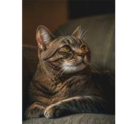 Cat Diamond Art Kits Adults 5D Dream Diamond Painting Kits for Adults, DIY Round Full Drill Gem Art for Beginner, Crystal Crafts Canvas Painting for Home Wall Decor Gifts for Women 80x100cm FG-137