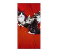 Cat Door Cover for Home, Hanging Backdrop Poster Decor for Photography Background, Personalized Door Banner, Hallway Cover Sign Supplies, 35.4 X 70.9 Inch