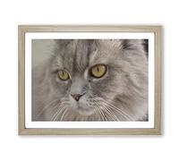Cat Eyes No.8 Modern Framed Print | A4 Oak Framed Wall Art | Ready to Hang | Modern Animal Picture | Living Room Bedroom Lounge Office