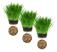 Cat FurNature - Cat Grass 3 Pack - Oat
