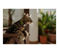 KIPPY - Cat GPS Tracker Kippy CAT Collar - Locator and Health & Activity Tracker - GPS Cat Collar with Anti-strangling System and Instant Alerts - Cat Tracker GPS with Virtual Boundaries