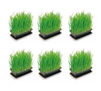 Cat Grass Grow Kit (6 Pack | 120g each) - Natural Digestive Aid & Hairball Control for Indoor Cats - Safe Plant Alternative - Easy Grow, Grow Your Own Tray