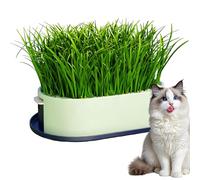Cat Grass Growing Kit With Tray And Seeds No Soil Required Clean And -free Grows Fresh Grass In 5-7 Days Watering System With Visible Level For Kitten Snack Pet Eating Home Indoor Desktop