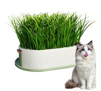 Cat Grass Growing Kit With Tray And Seeds No Soil Required Clean And -free Grows Fresh Grass In 5-7 Days Watering System With Visible Level For Kitten Snack Pet Eating Home Indoor Desktop