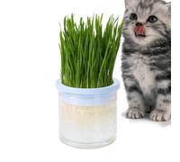 Cat Grass Hydroponic Planter, Clear Hydroponic Cat Grass Pot - Effortless Grow, Sprouted Tray, Pet Accessory, Cat Planter, Easy to Grow, Prevent Cheve Balls
