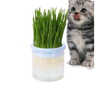 Cat Grass Hydroponic Planter - Clear Hydroponic Cat Plug, Pet Accessories, Germination Tray for Indoor Cats or for Cats They Love