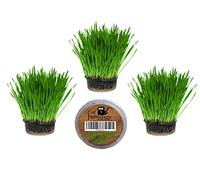 Cat Grass Kits x3 and Extra Strong Catnip x1 By Cat FurNature