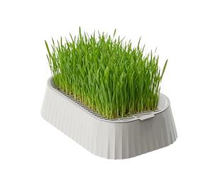 Cat Grass Planter - 19 x 12.5 x 5 cm, Compact, Non-Slip Base Tray, Cat Grass Growing Set, Hydroponic Growth Pot for Cats, Grasses, Indoor and Outdoor, Worktop, K