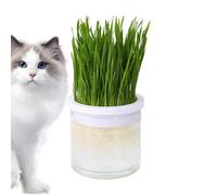 Cat Grass Planter for Indoor Cats - Clear Hydroponic Cat Grass Pot | Comfortable Layered Design, Sprosat Tray, Pet Accessories, Cat Planter, Easy to Grow, Prevent Hair Balls and the