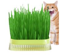 Cat Grass Planter - Portable Hydroponic Tray, Planting Pot | Soilless Sprout Culture with Hydroponic System, Indoor Growing Kit, Sprouting Tray, Easy Maintenance Planter for Home Garden Accessory
