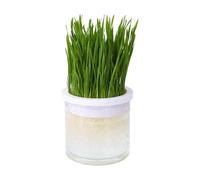 Cat Grass Planters for Domestic Cats - Clear Hydroponic Cat Grass Pot Pot Cat Grass Planting Vessels Ideal. This natural source of food carries or outdoors, gifts for cats q