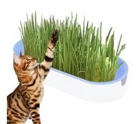 Cat Grass - PP 21x9.2x4.5cm | Cat Snack | Grass Seed | Indoor Growing Kit For Cats, Natural Digestive Aid, Pet Nutrition, Home Pet Care, And Daily Feline Health Use