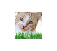 Cat Grass Seeds - Natural, Safe & Healthy Treat for Cats