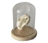 Cat Head Skull Model - High Simulated Real Cat Skull Specimen - Educational Animal Skull Heads Skeleton Model - for Home Decoration, Art Collectible, Science Teaching Toys
