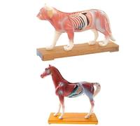 Cat/horse model for acupuncture, 2PCS Animal Agopuncture Anatomical model for the science class for the educational scho