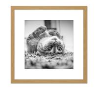 Cat Kitten Lying Upside Down Carpet Black White Photo 8X8 Inch Square Wooden Framed Wall Art Print Picture with Mount Artery8 Light Oak One Size