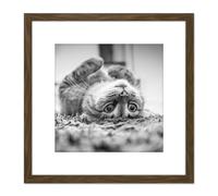 Cat Kitten Lying Upside Down Carpet Black White Photo 8X8 Inch Square Wooden Framed Wall Art Print Picture with Mount Artery8 Brown One Size