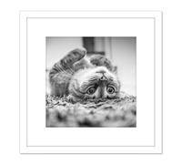 Cat Kitten Lying Upside Down Carpet Black White Photo 8X8 Inch Square Wooden Framed Wall Art Print Picture with Mount Artery8 White One Size