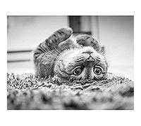 Cat Kitten Lying Upside Down Carpet Black White Photo Art Print Canvas Premium Wall Decor Poster Mural