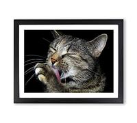 Cat Licking its Paw Modern Framed Print | A3 Black Framed Wall Art | Ready to Hang | Modern Animal Picture | Living Room Bedroom Lounge Office