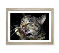 Cat Licking its Paw Modern Framed Print | A3 Oak Framed Wall Art | Ready to Hang | Modern Animal Picture | Living Room Bedroom Lounge Office