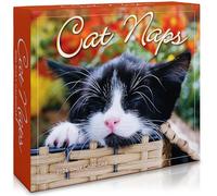 Cat Naps Desk Calendar 2026