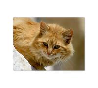 Cat on Santorini,Jigsaw Puzzles for Adults 1000 Piece Jigsaw Puzzles for Adult Educational Game Challenge Toy 1000 Pieces Puzzle for Adults Kids.Educational Games Home Decoration(75x50cm)-AS31