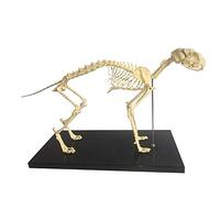 Cat Skeleton 1: 1 Small Animal Anatomical Model Pet Cat Bone Animal Skeleton Sample Anatomy Veterinary Teaching Demonstr