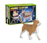 Cat Skeleton Anatomy - Cat Anatomy Cube,