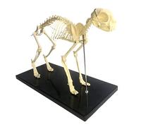Cat Skeleton Anatomy Model Anatomical Cat Bones Skeleton Specimen Anatomy Model Assembled by Hand for Veterinary Teaching Demonstration Tool 64X20X30CM