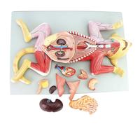 Cat Skeleton Anatomy Model Kit - 10-Part Anatomical Model for Veterinary Studies and Teaching - Ideal for Education and Scientific Demonstration