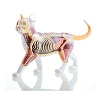 Cat Skeleton Animal Anatomical Model,4D Cat Skeleton Anatomy Model Kit,Cat Intelligence Assembling Toy,for Teaching Material Demonstration