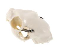 Cat Skull Anatomical Model Realistic Feline Skeleton Prop for Home Decor Science Teaching Fish Tank Display Halloween Decorations