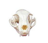 Cat Skull Specimen Natural Animal Bone Taxidermy Skeleton for Science Education Display & Unique Collectible Gift