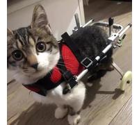 Cat Wheelchair for Paralyzed Rear Legs, Aluminum Pet Wheelchair Walker Equipment, Rehabilitation Training Wheels Cart, Large/Med/Small Cats (Size : Size M)