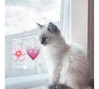 Cat Window Screens, Flat Cats Window protection for Cats, PVC Coated Hook and Loop screen, keep indoor cats safe, Four Pack - Selection of Sizes/Colours (60cm x 115cm, White Mesh/White Fixings)