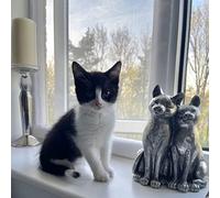Cat Window Screens, Flat Cats Window protection for Cats, PVC Coated Hook and Loop screen, keep indoor cats safe, Four Pack - Selection of Sizes/Colours (60cm x 93cm, White Mesh/White Fixings)