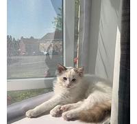 Cat Window Screens, Flat Cats Window protection for Cats, PVC Coated Hook and Loop screen, keep indoor cats safe, Four Pack - Selection of Sizes/Colours (60cm x 110cm, White Mesh/White Fixings)