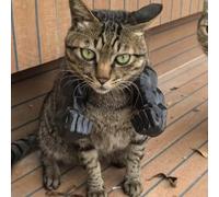 Cat With Muscular Arms - 3D Printed Funny Pet Costume Prop For Cats And Small Dogs, Funny Ornaments, Giant Hand Muscle Arm Costume For Kitten Halloween & Birthday Parties (black, fist)