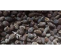 catappa-leaves Alder Cones - Alder Cones ~ 500 Pieces (= 200 g) Healthy Water, Fish and Shrimp - Free Shipping