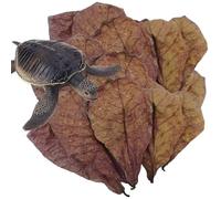 Catappa Leaves - Aquarium Almond Leaves | Natural Shrimp Leaves Aquarium | PH Balance Water Conditioner For Fish Tank, Turtle Tank, And Aquarium, Nest Accessories For Snake Lizards, Frogs Habitation